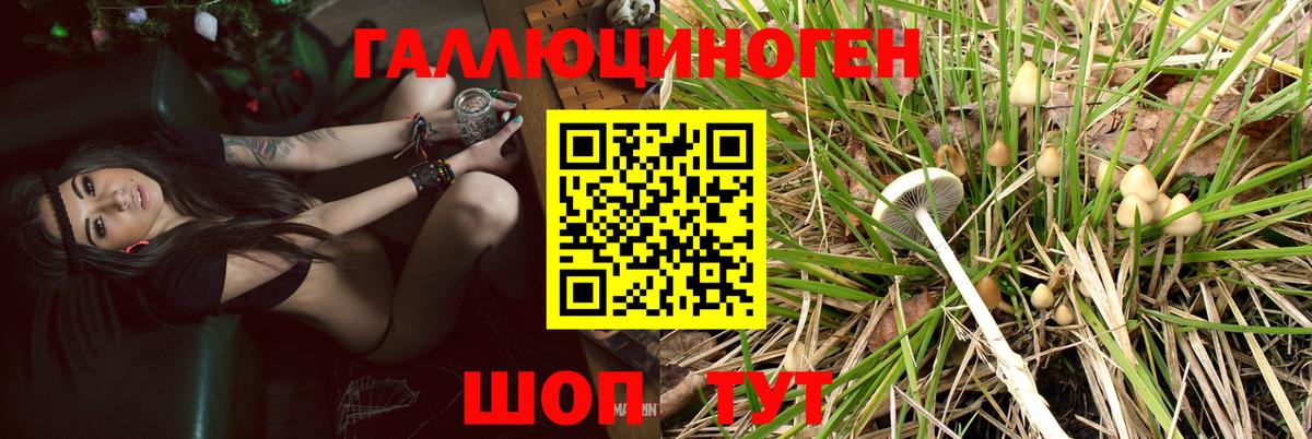 где можно купить   Вход с VPN  Заринск  Псилоцибиновые грибы Magic Shrooms  Псилоцибиновые грибы GOLDEN TEACHER 